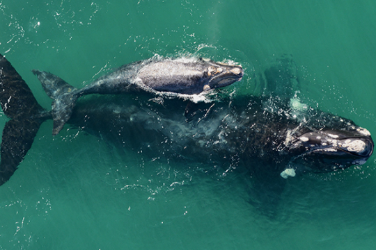 A right whale and calf seen from above