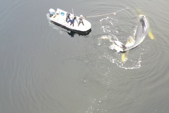 crew on small boat working to disentangle whale