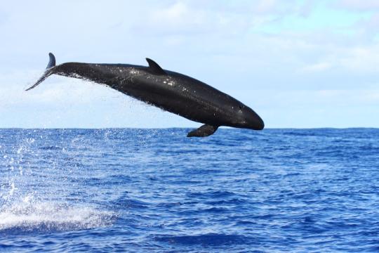 750x500-false-killer-whale-anim2620-NOAA-PIFSC.jpg