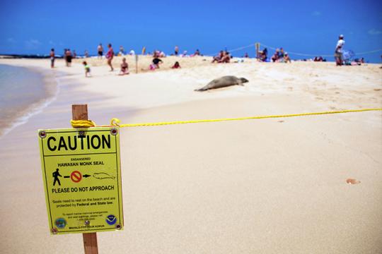Hawaiian monk seal resting at Poipu Beach, Kauai with do not approach sign and rope keeping people distanced off from it