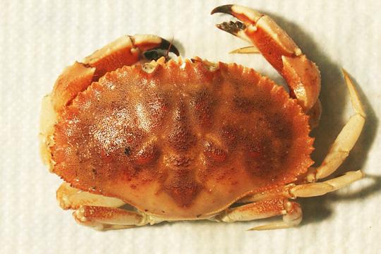 Jonah Crab