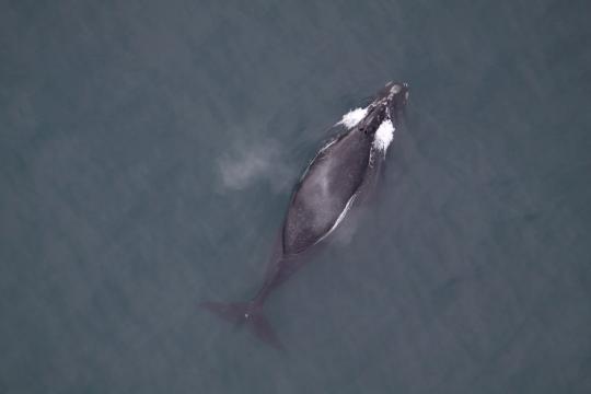 aerial photo of North Pacific right whale