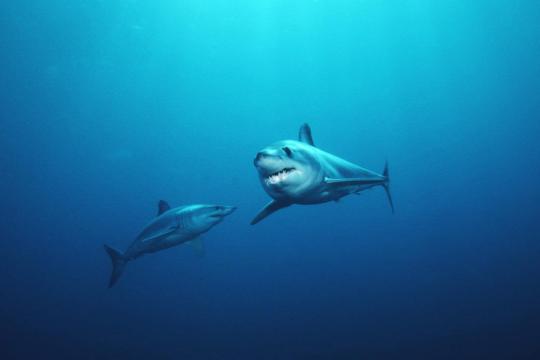 750x500-sharks-SWFSC.jpg