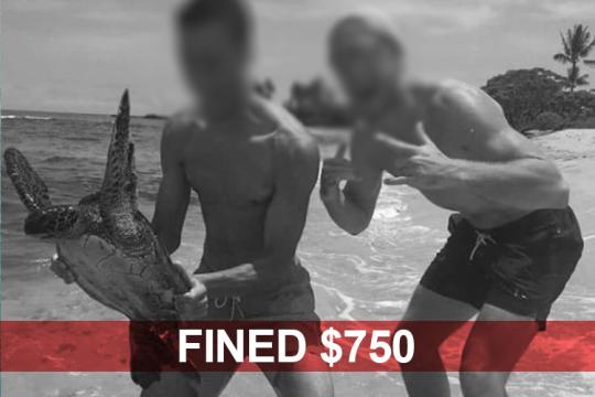A black and white photo of two men, with their faces blurred, holding and harassing a Hawaiian green sea turtle on the beach on a Hawai'i Island beach. Across the bottom is a red banner with the words FINED $750.