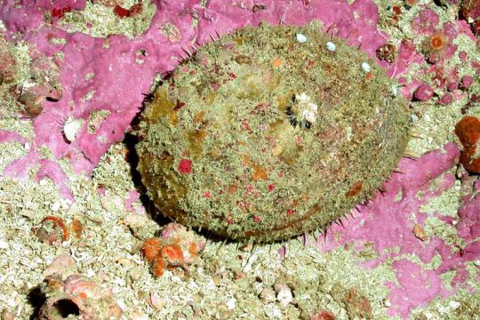 White abalone. Credit: NOAA