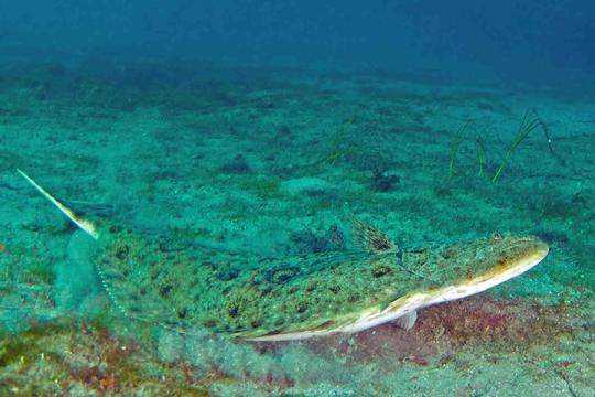 Pacific halibut on ocean floor