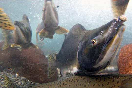 A cluster of pink salmon underwater 