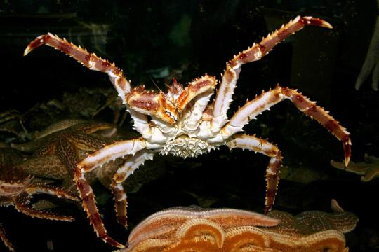 Red king crab