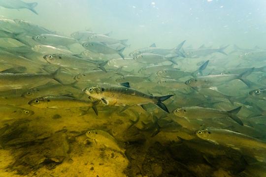 alewife_credit Chesapeake Bay Program_750x500.jpg