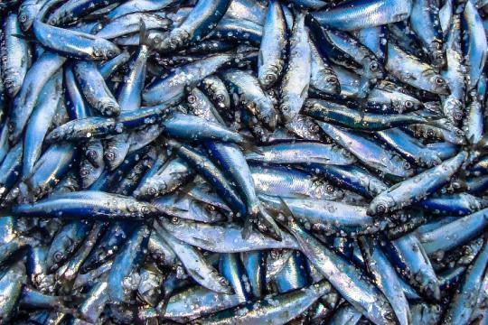 Atlantic Herring, they are silvery in color, with a bluish or greenish-blue back.