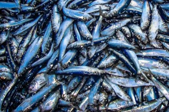 Pile of many small, slim, blue-toned Atlantic herring fish.