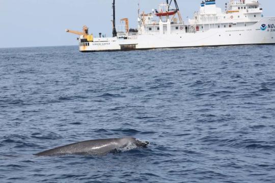 Beaked whale in the foreground, NOAA white boat in the background