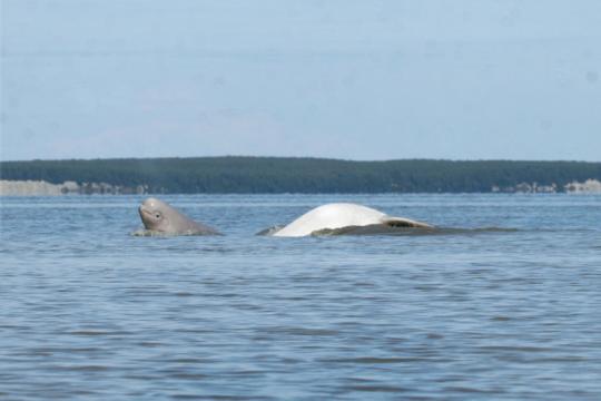 Beluga with calf in water with green hills in background