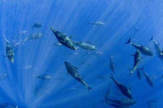 Atlantic Bluefin Tuna (Thunnus thynnus)
