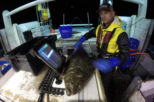 Large halibut being examined by scientist.