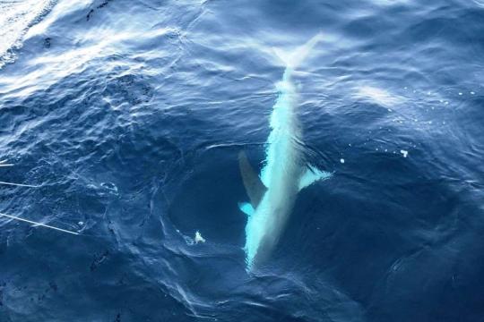 Dusky shark 