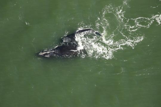 Calf and mom swimming off Florida.