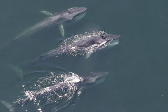 Three finback whales at the water surface.