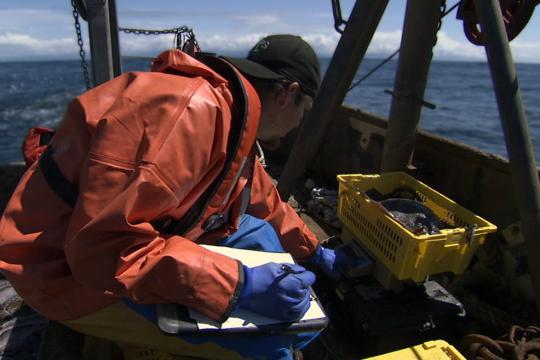 Fisheries Observer at work.