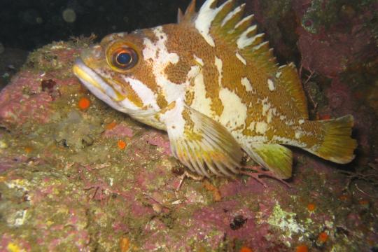 Gopher rockfish, reef bottom, CA, NOAA Corps, Lt John Crofts (Flickr).jpg