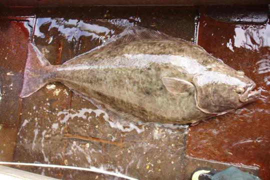 Atlantic halibut, large fish on deck, crew boot visible in lower right corner (size comparison).