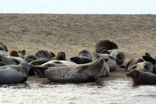 Seals at the waters edge. 