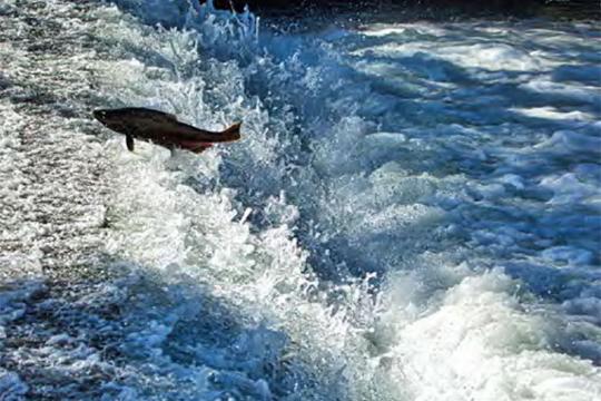jumping-salmon.jpg