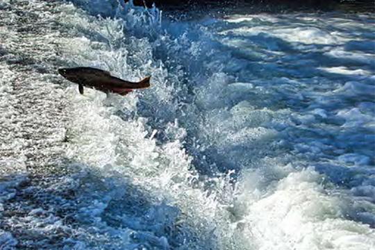 salmon jumping upstream