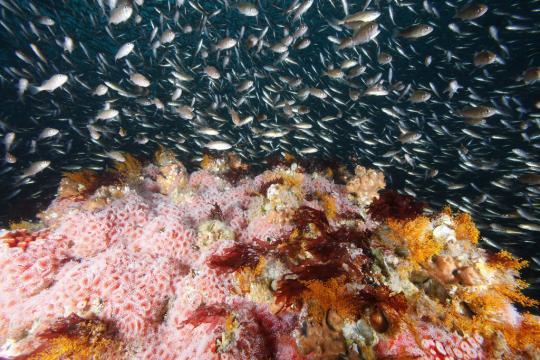 juvenile-rockfish-cordell.jpg