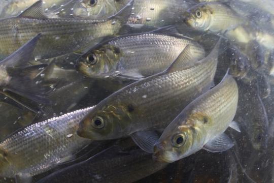 River Herring
