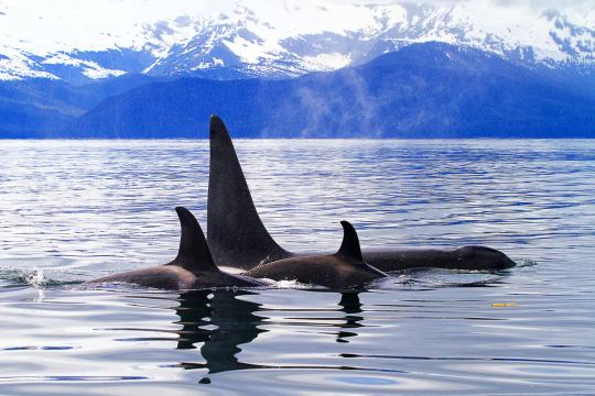 A pod of killer whales swim through the water off the coast of Alaska
