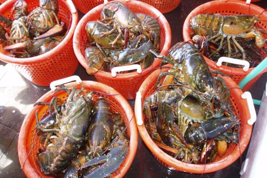 Red baskets filled with Amerian lobster.
