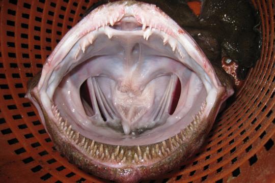 Open mouth with multiple rows of pointed teeth of a monkfish in an orange bucket.