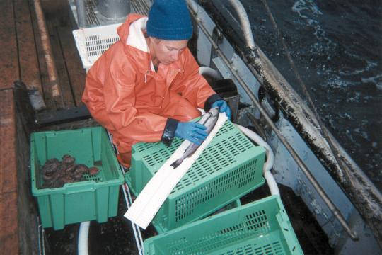Observer measuring fish length on deck.jpg