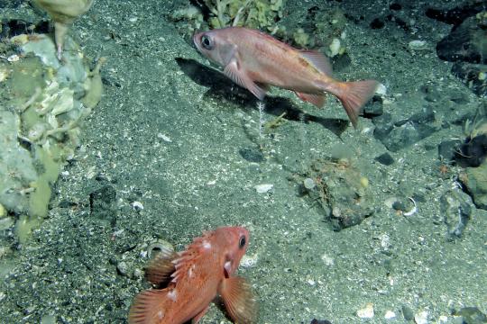 Two rockfish at the bottom of the seafloor with coral
