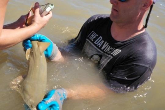 Sawfish_TAG-007-2012-01-001_DB JC_Large.jpeg