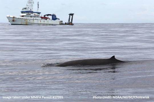 Sharp beaked whale with research vessell in the background.