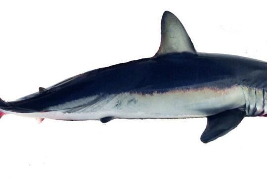 Shortfin Mako.JPG