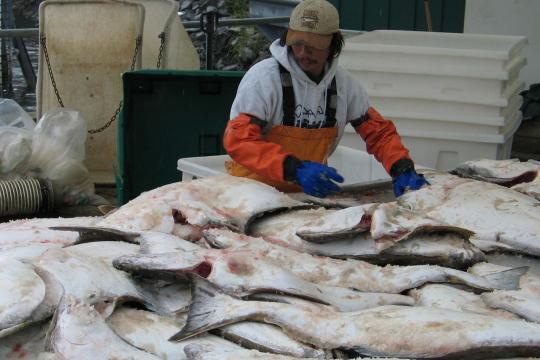 worker sorting halibut from commercial fishing vessel