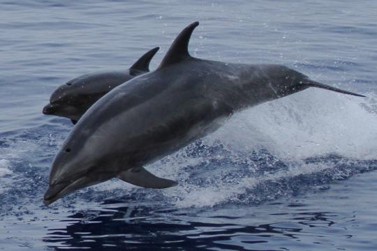 Bottlenose-Dolphin-Pair-2014-SWFSC.jpg