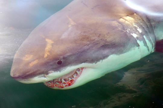 White shark, dark on top, white below, mouth open with teeth visible.