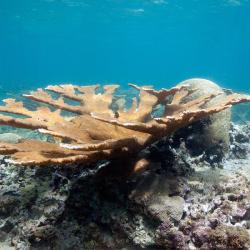 Elkhorn coral structure on reef