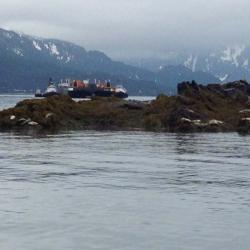 Steller sea lions hauled out near the Valdez Terminal in Prince William Sound, Alaska.