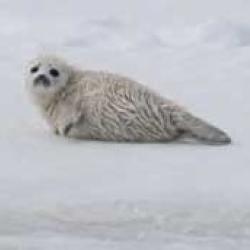 seal on ice