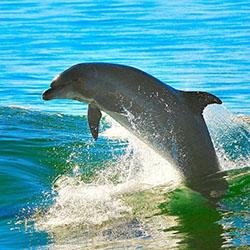 Dolphin jumping out of the water