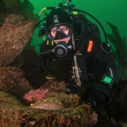scuba diver with white abalone