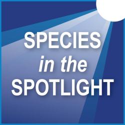 Square graphic of a white spotlight shining down on text that reads "Species in the Spotlight" with different shades of blue as the background.