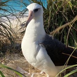 Laysan albatross bird stands between beach grass