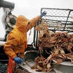dam-migration-miss/md_tMECspNhI7UH.jpg Man wearing orange raingear suit emptying load of grabs from net