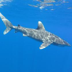 250x250-oceanic-whitetip-shark-JeffKneebone.jpg
